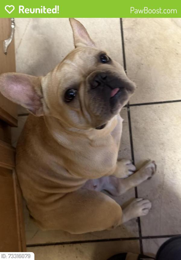 Reunited Female Dog last seen Timberhill and Grissom, San Antonio, TX 78238
