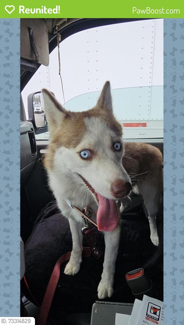 Reunited Unknown Dog last seen Otis / Clara, Bell, CA 90201