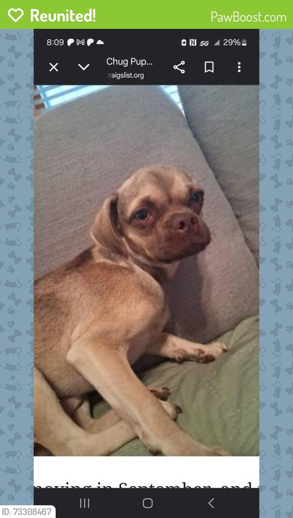 Reunited Male Dog last seen E 150th St and S County Line Rd, Kingsville, MO 64061