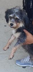Found/Stray Male Dog last seen Barnaby Manor Elementary, Oxon Hill, MD 20745