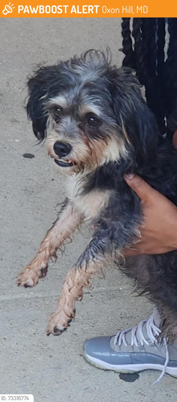 Found/Stray Male Dog last seen Barnaby Manor Elementary, Oxon Hill, MD 20745