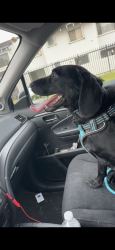 Lost Male Dog last seen Near Divine Providence Catholic Church, Miami, FL 33172