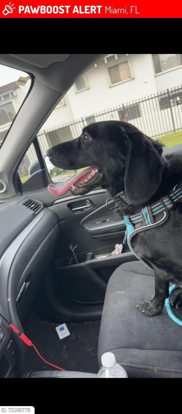 Lost Male Dog last seen Near Divine Providence Catholic Church, Miami, FL 33172