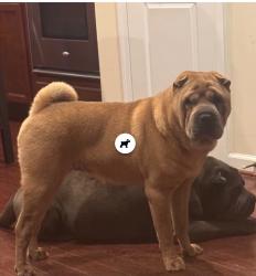 Lost Male Dog last seen Branch ave, Clinton, MD 20735