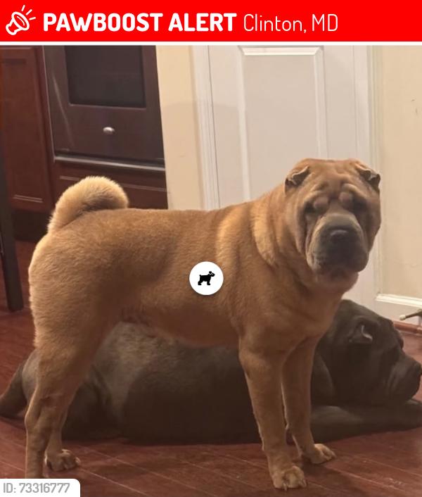 Lost Male Dog last seen Branch ave, Clinton, MD 20735