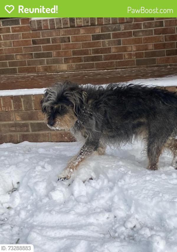 Reunited Female Dog last seen West lake road and belles lake road, Apex, NC 27539