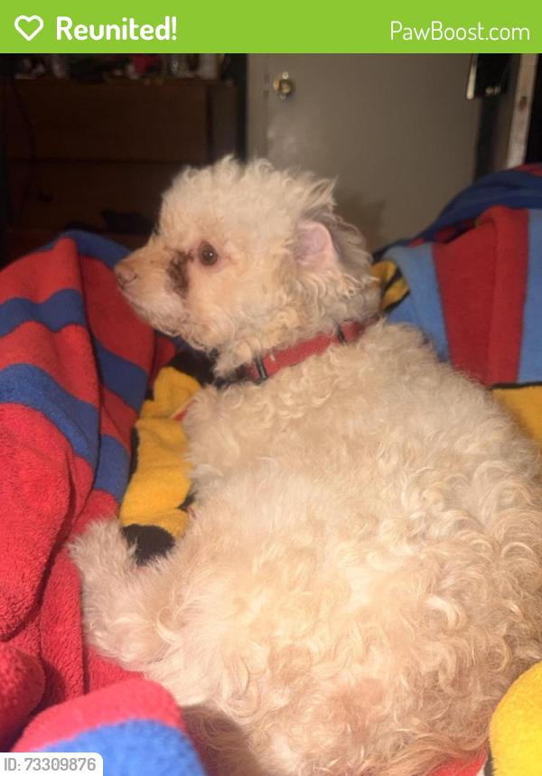Reunited Male Dog last seen Utica drive, Dallas, TX 75217