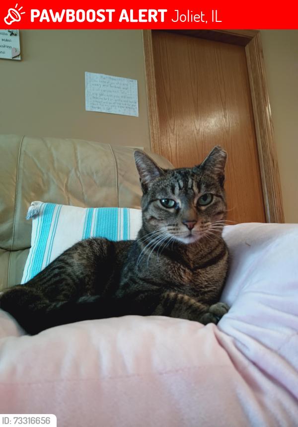 Lost Female Cat last seen Briar Ridge Court and Ridgemoor Drive, Joliet, IL 60586