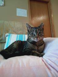 Lost Female Cat last seen Briar Ridge Court and Ridgemoor Drive, Joliet, IL 60586
