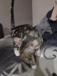 Found/Stray Female Cat last seen Blair park, San Bernardino, CA 92405