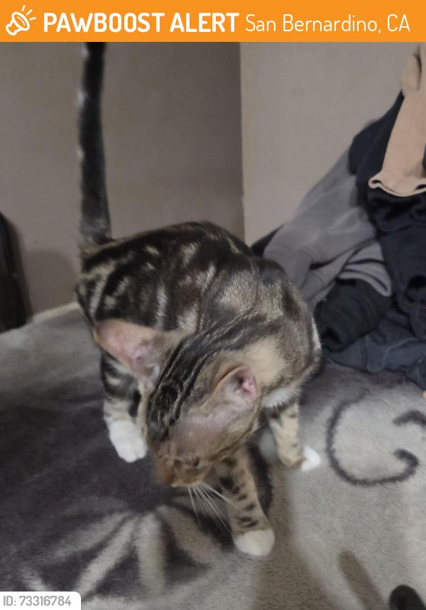 Found/Stray Female Cat last seen Blair park, San Bernardino, CA 92405