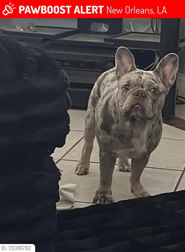 Lost Male Dog last seen Curran Blvd at New Castle, New Orleans, LA 70126
