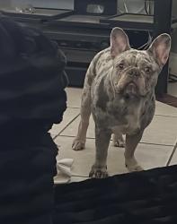 Lost Male Dog last seen Curran Blvd at New Castle, New Orleans, LA 70126