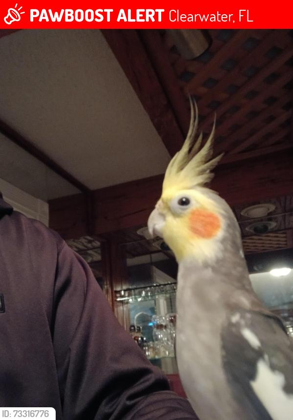 Lost Male Bird last seen Near St. Pauls Drive. Clearwater, FL 33764, Clearwater, FL 33764