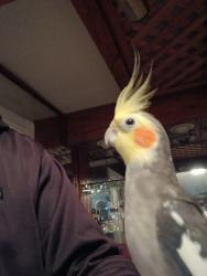 Lost Male Bird last seen Near St. Pauls Drive. Clearwater, FL 33764, Clearwater, FL 33764