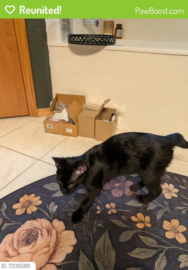 Reunited Female Cat last seen W Cole St, Battlefield MO, Battlefield, MO 65619