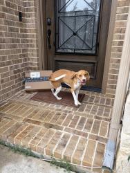 Reunited Male Dog last seen Magnolia creek, League City, TX 77573
