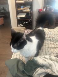 Reunited Male Cat last seen Near 54th place W Mountlake Terrace wa, Mountlake Terrace, WA 98043