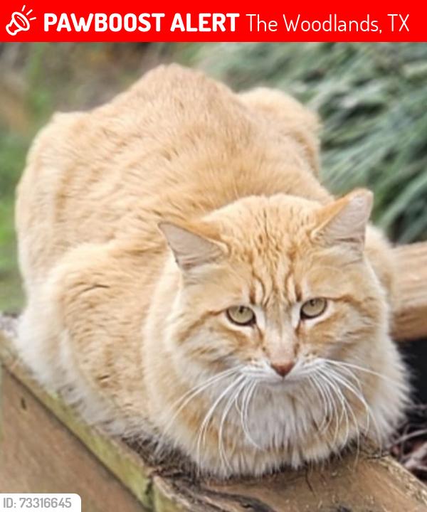Lost Male Cat last seen Frontera cir the woodlands Tx, The Woodlands, TX 77382