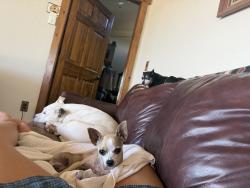 Lost Male Dog last seen I 20 Main Street exit, Weatherford, TX 76086