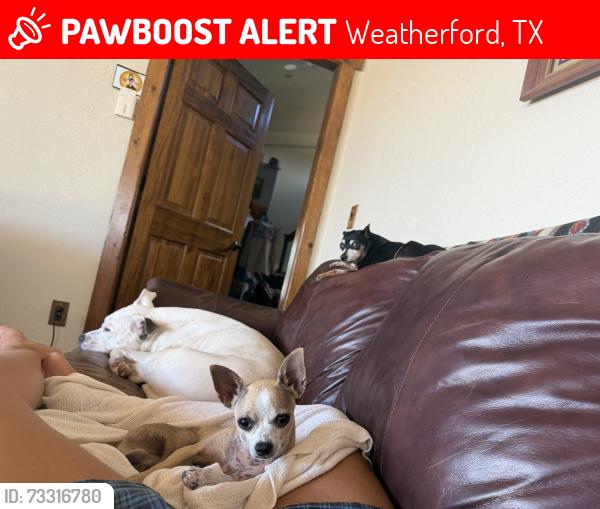 Lost Male Dog last seen I 20 Main Street exit, Weatherford, TX 76086