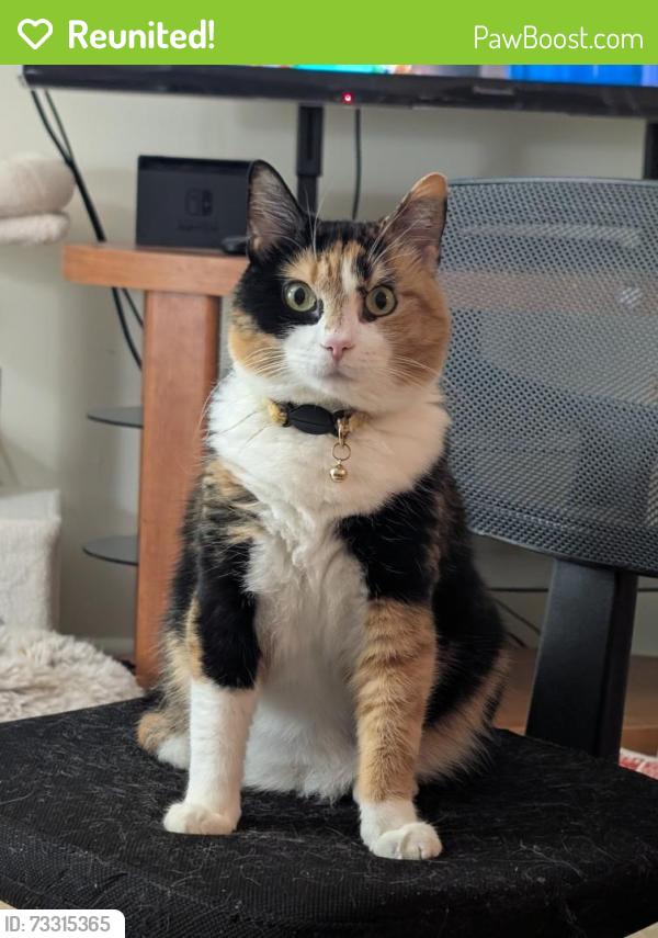 Reunited Female Cat last seen Middletown Valley apmts, Middletown, MD 21769