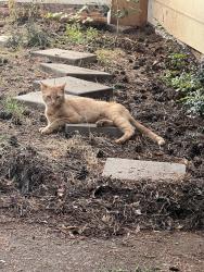 Found/Stray Male Cat last seen 82nd and Johnson creek Blvd, Clackamas County, OR 97206