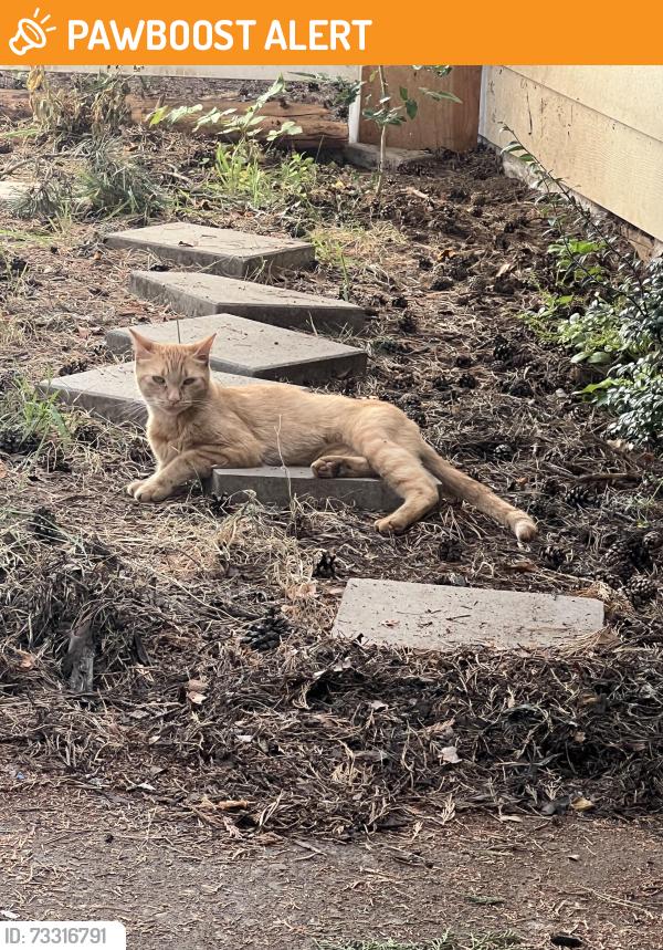 Found/Stray Male Cat last seen 82nd and Johnson creek Blvd, Clackamas County, OR 97206