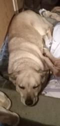 Lost Female Dog last seen Hwy 182 Hwy 154, Quitman, TX 75783
