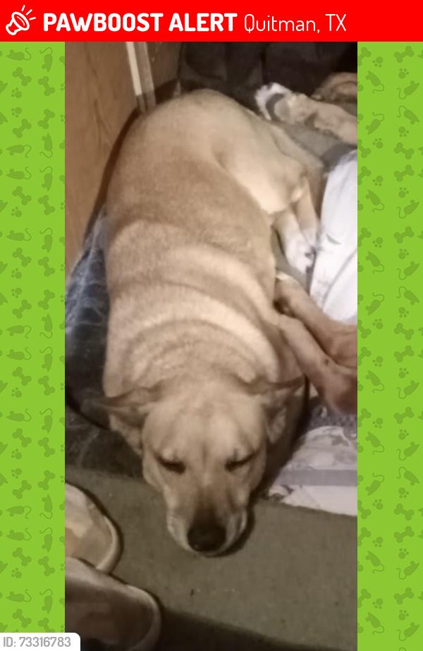 Lost Female Dog last seen Hwy 182 Hwy 154, Quitman, TX 75783