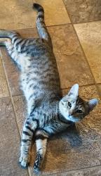 Reunited Male Cat last seen 38th and sweetwater, Phoenix, AZ 85032