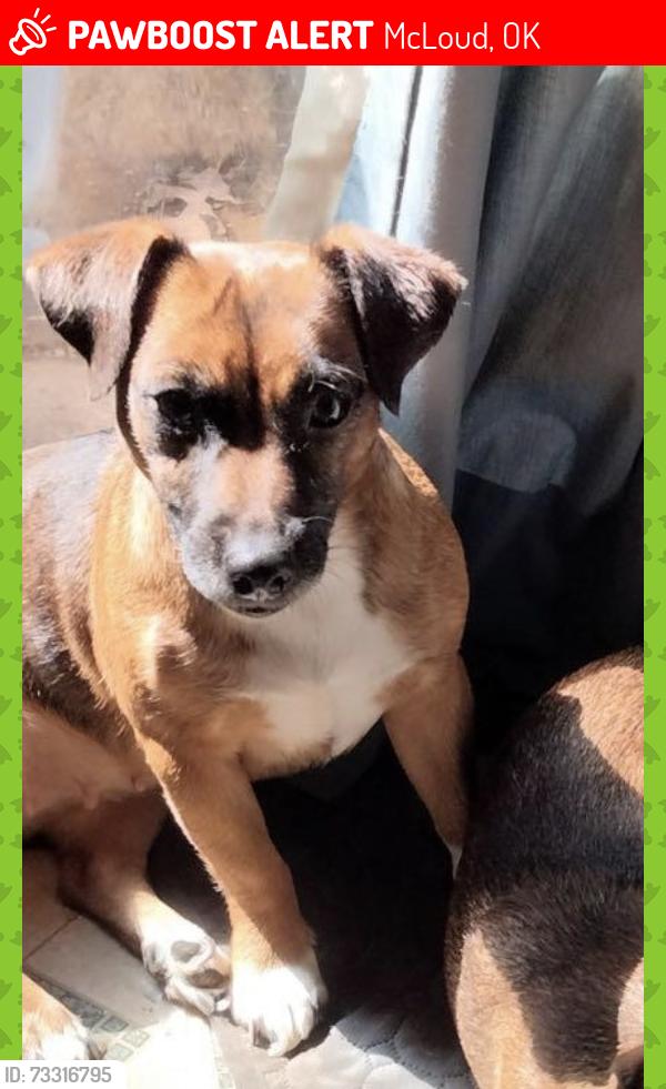 Lost Female Dog last seen Se149th and harrah Road, McLoud, OK 74851