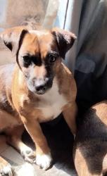 Lost Female Dog last seen Se149th and harrah Road, McLoud, OK 74851