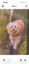Lost Male Dog last seen 88th st, Marysville, WA 98270