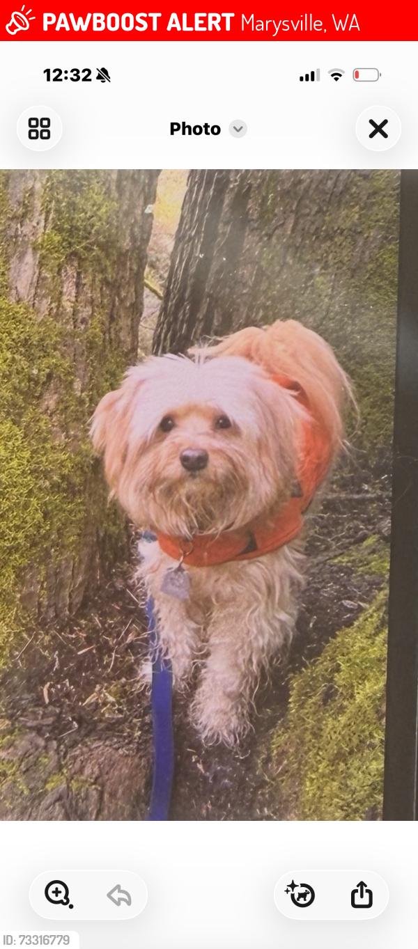 Lost Male Dog last seen 88th st, Marysville, WA 98270