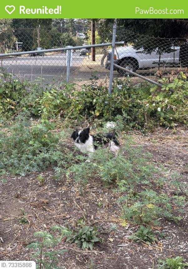 Reunited Male Dog last seen Se Stephens and SE 111th st, Portland, OR, Portland, OR 97216