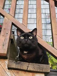 Reunited Male Cat last seen 5th ave and Semlin Drive, Vancouver, BC V5N 4R2