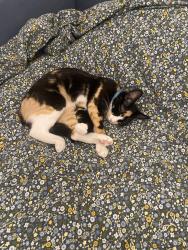 Lost Female Cat last seen Magic Mountain Pkwy, Santa Clarita, CA 91355