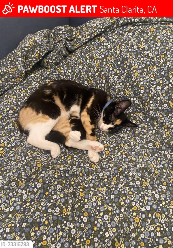 Lost Female Cat last seen Magic Mountain Pkwy, Santa Clarita, CA 91355