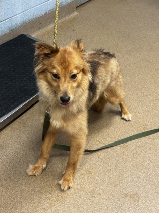 Shelter Stray Female Dog last seen Near Candler Rd, Decatur, GA 30034, 30034, GA, 3280 Chamblee Dunwoody Rd, Chamblee, GA 30341, USA