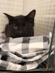 Shelter Stray Male Cat last seen Near Oscar Armstrong Rd, Knox County GP, TN, 3201 Division St, Knoxville, TN 37919, USA