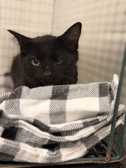 Shelter Stray Male Cat last seen Near Oscar Armstrong Rd, Knox County GP, TN, 3201 Division St, Knoxville, TN 37919, USA