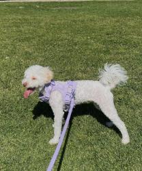 Reunited Female Dog last seen Slauson and Alamo st, Maywood, CA 90270