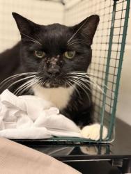 Shelter Stray Male Cat last seen Near block of Carta Rd, Knox County GP, TN, 3201 Division St, Knoxville, TN 37919, USA