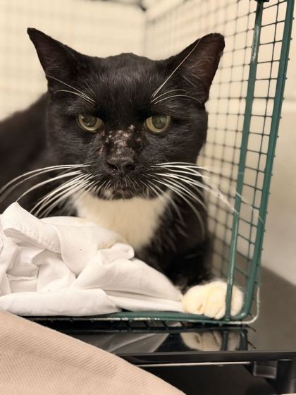 Shelter Stray Male Cat last seen Near block of Carta Rd, Knox County GP, TN, 3201 Division St, Knoxville, TN 37919, USA