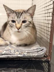 Shelter Stray Female Cat last seen Near block of Carta Rd, Knox County GP, TN, 3201 Division St, Knoxville, TN 37919, USA