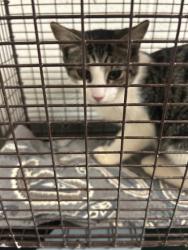 Shelter Stray Male Cat last seen Near block of Spring Valley Dr, Knox County GP, TN, 3201 Division St, Knoxville, TN 37919, USA