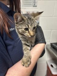 Shelter Stray Female Cat last seen Near block of Spring Valley Dr, Knox County GP, TN, 3201 Division St, Knoxville, TN 37919, USA