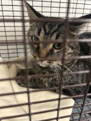 Shelter Stray Female Cat last seen Near Merchant Dr, Knox County GP, TN, 3201 Division St, Knoxville, TN 37919, USA