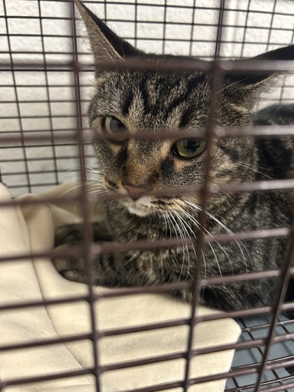 Shelter Stray Female Cat last seen Near Merchant Dr, Knox County GP, TN, 3201 Division St, Knoxville, TN 37919, USA